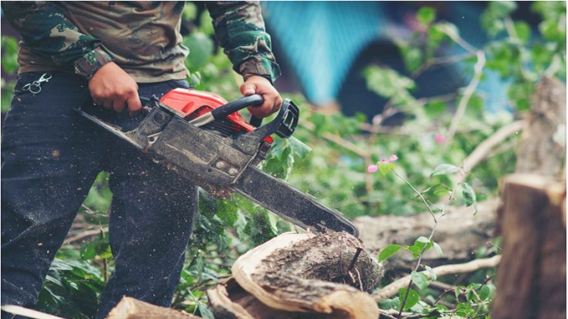 Tree removal